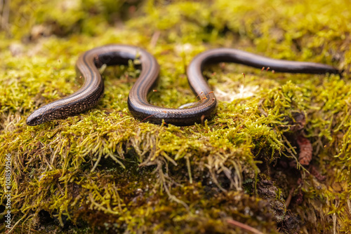 Slow worm (Anguis fragilis)
