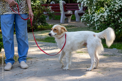 A woman is walking a dog that is on a leash in a public park