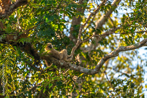 White-handed gibbon or Gibbons on trees, gibbon hanging from the tree branch. Animal in the wild, KhaoYai National Park, Thailand.