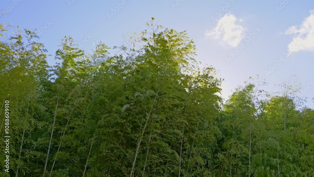 Bamboo grove swaying in the wind, blue sky, sunlight shining through the trees Bamboo grove swaying in the wind, blue sky, sunlight shining through the trees