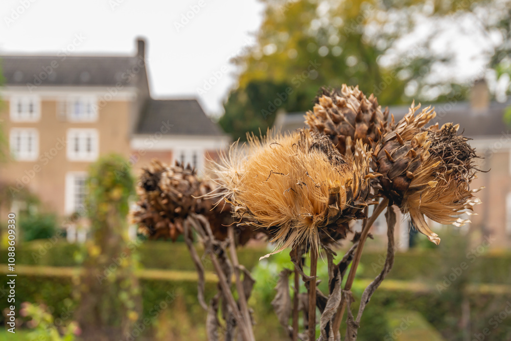 Closeup of faded flowers of an artichoke plant in the autumn season. The photo was taken in the garden of the medieval Beguinage in the Dutch city of Breda.