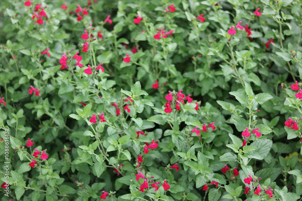 Full frame beautiful red salvia plants with foliage Full frame beautiful red salvia plants with foliage