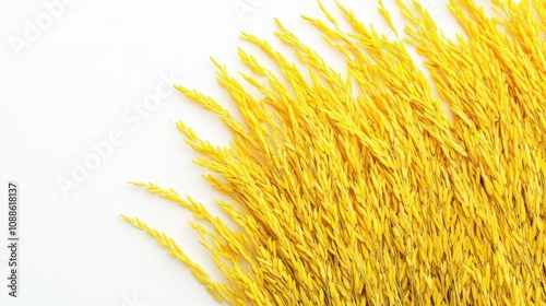 An elegant display of yellow rice plants rests gracefully on a clean white background.