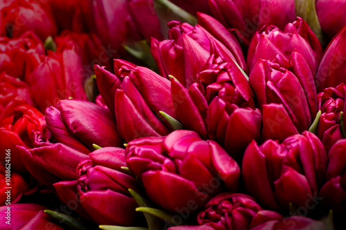 Close-up of a bouquet of red closed tulip buds on a blurred background