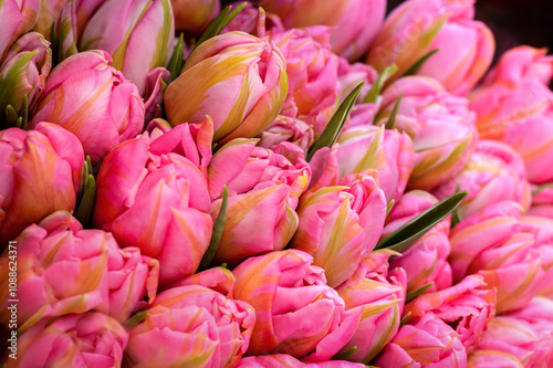 Close-up of a bouquet of pink closed tulip buds on a blurred background