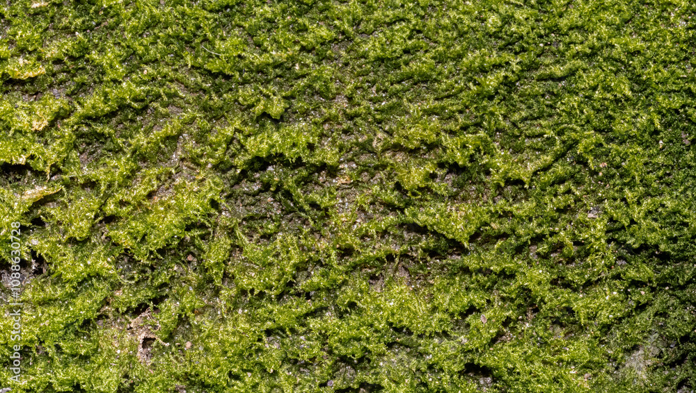 green moss background