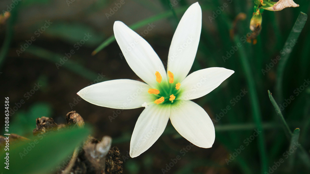 Fototapeta premium Pure white lilies bloom perfectly among the fresh green foliage