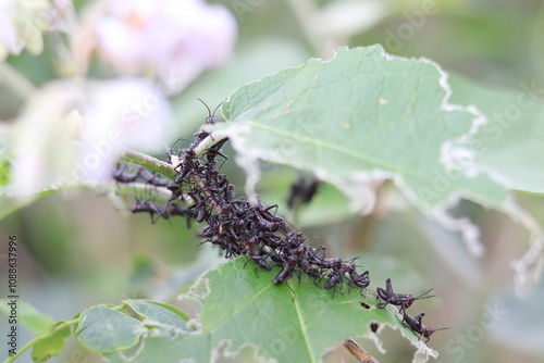 Soldier locust nymphs devouring a leaf.