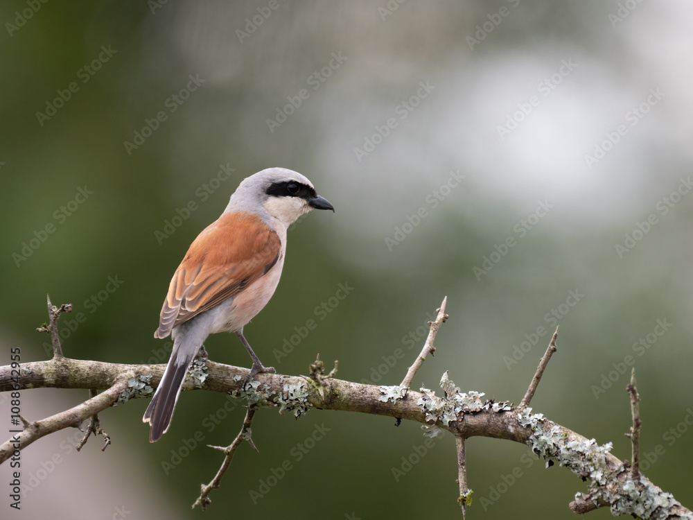 Obraz premium Neuntöter (Lanius collurio)