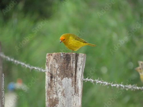 Land canary -Sicalis flaveola, Several canaries perched on the wire fence standing out in the green scenery photo