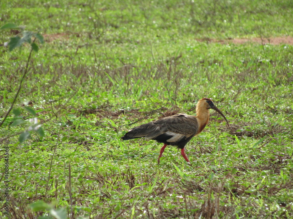 Curicaca -Theristicus caudatus- Bird with striking plumage of relatively large size, curved beak, red eyes