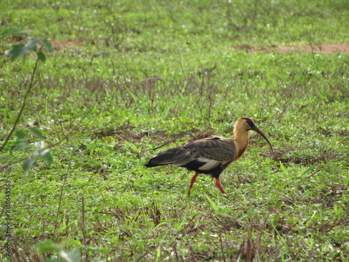 Curicaca -Theristicus caudatus- Bird with striking plumage of relatively large size, curved beak, red eyes photo