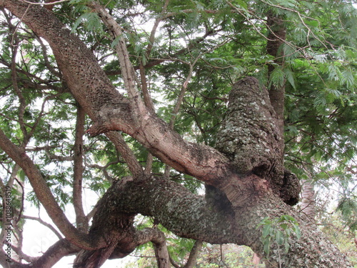 Giant termite mound at the top of a tree photo