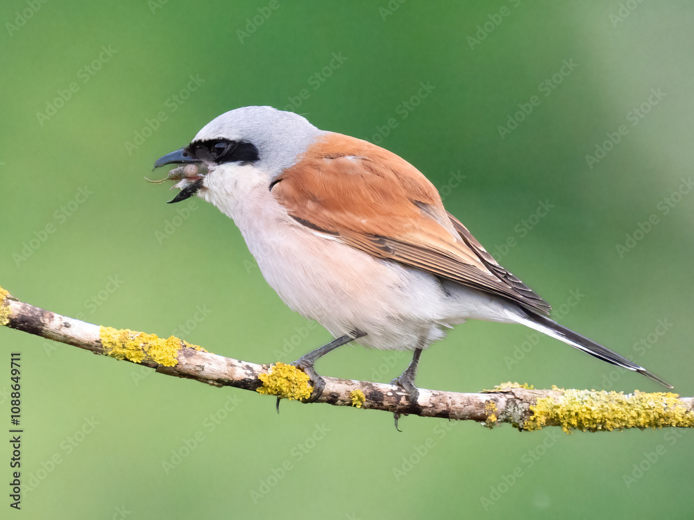 Naklejka premium Neuntöter (Lanius collurio)