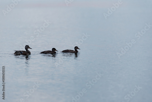 Three ducks in a row in ocean bay near Vancouver