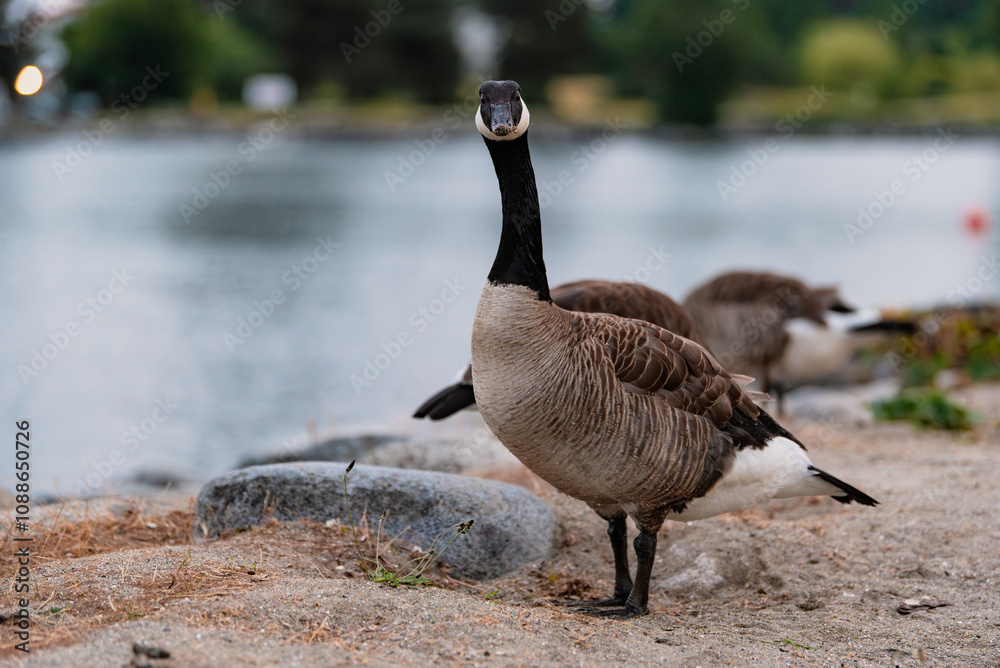 Canadian goose walking along sandy shoreline in Vancouver Canadian goose walking along sandy shoreline in Vancouver