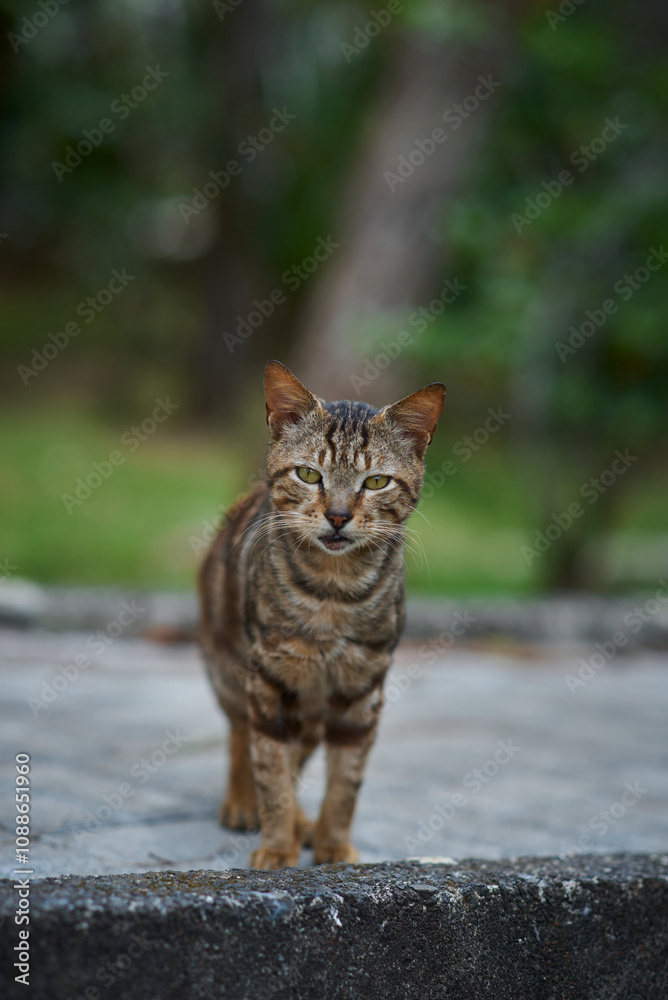 Portrait of cat with blurry green forest on the background Portrait of cat with blurry green forest on the background