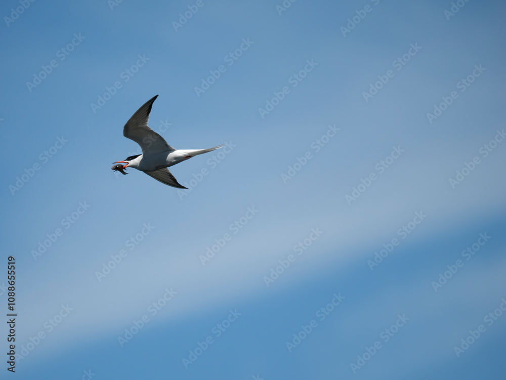 Flussseeschwalbe (Sterna hirundo) Flussseeschwalbe (Sterna hirundo)