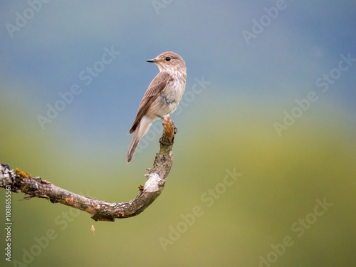 Grauschnäpper (Muscicapa striata) photo