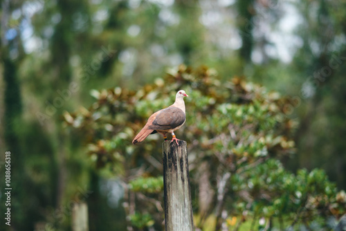 Wallpaper Mural Pink pigeon, a species of pigeon in the Columbidae family, endemic to Mauritius Island, Africa. Torontodigital.ca