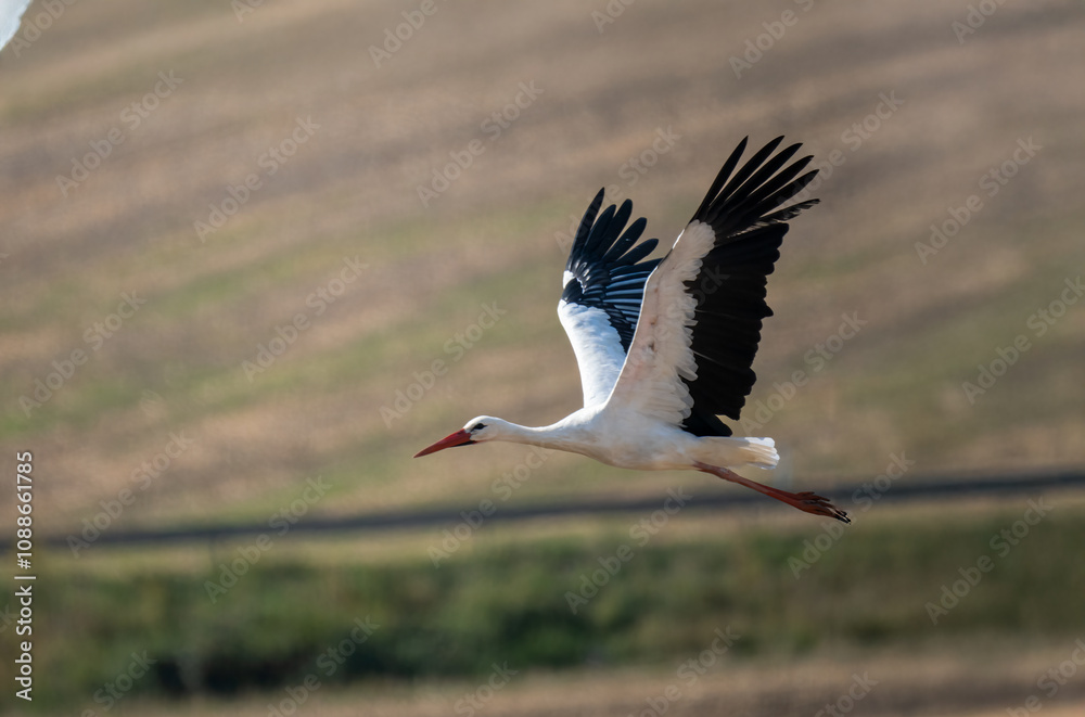 Naklejka premium Weißstorch (Ciconia ciconia)