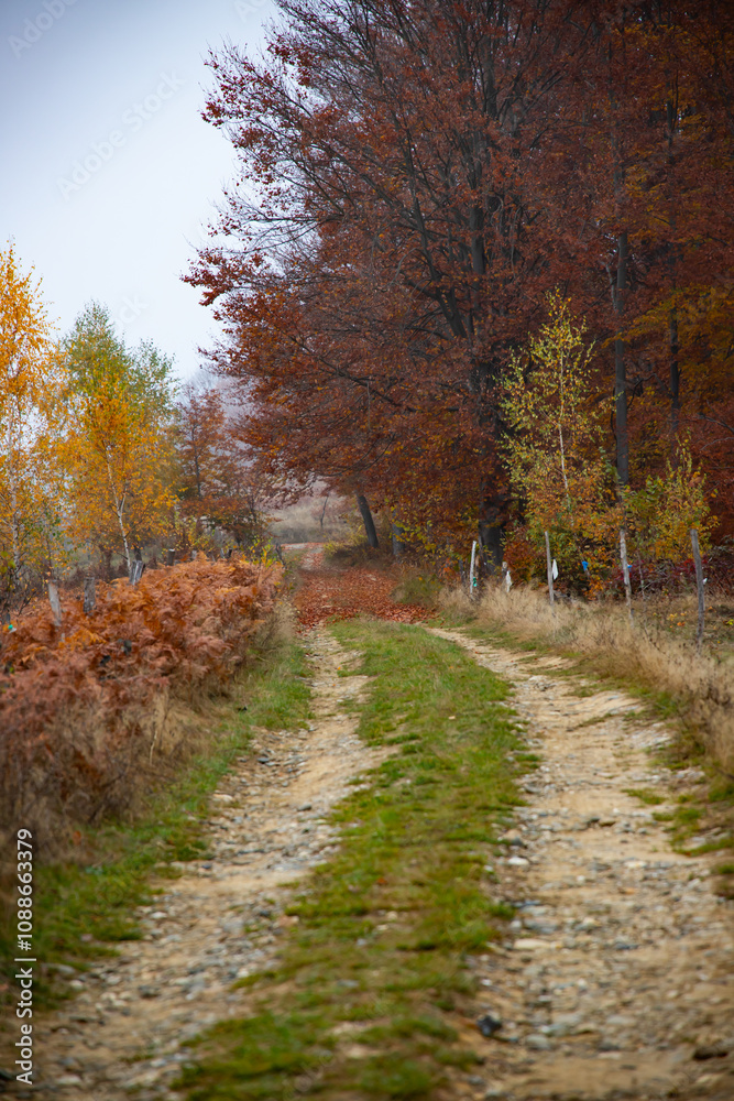 Fototapeta premium Autumn forest road with colorful leaves.