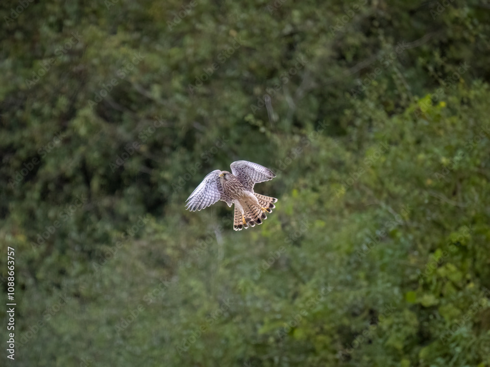 Fototapeta premium Turmfalke (Falco tinnunculus) mit Feldmaus
