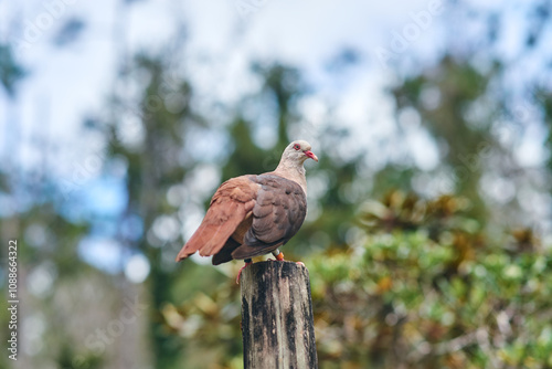 Wallpaper Mural Pink pigeon, a species of pigeon in the Columbidae family, endemic to Mauritius Island, Africa. Torontodigital.ca