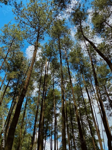 Loji Pine Forest at Blitar East jav photo