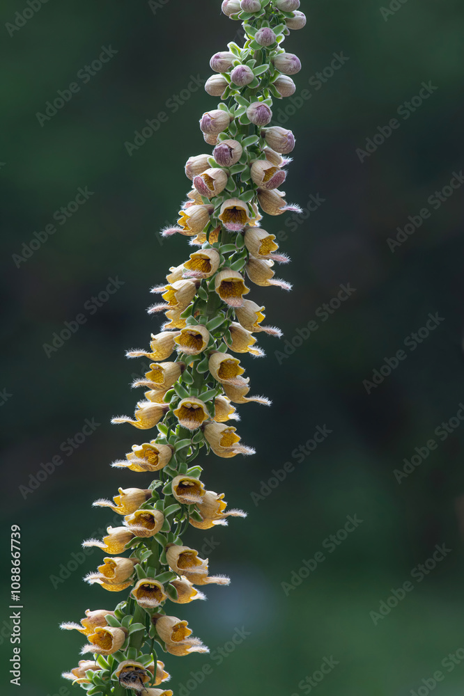 Naklejka premium Rusty Foxglove resp.Digitalis ferruginea,Rhineland,Germany