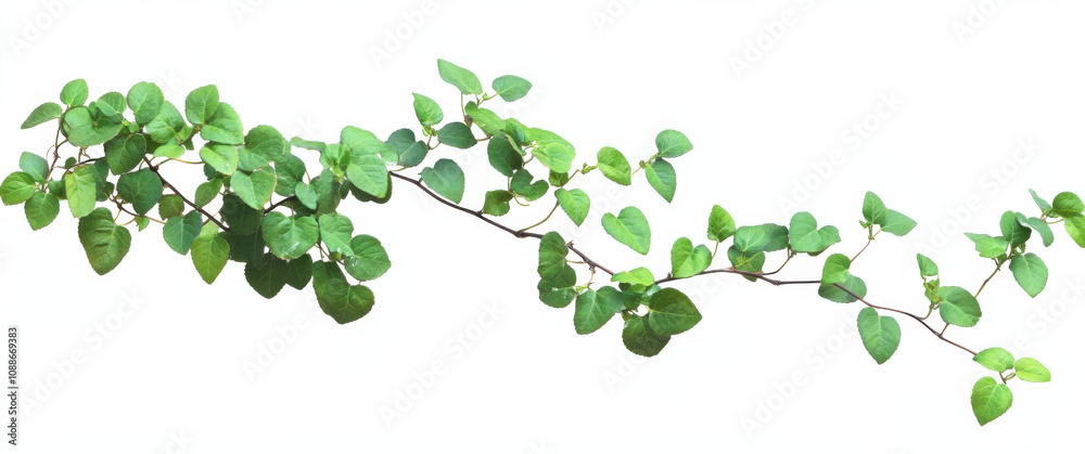 green vine with heart shaped leaves, showcasing natural and fresh appearance. Perfect for adding touch of nature to any design green vine with heart shaped leaves, showcasing natural and fresh appearance. Perfect for adding touch of nature to any design