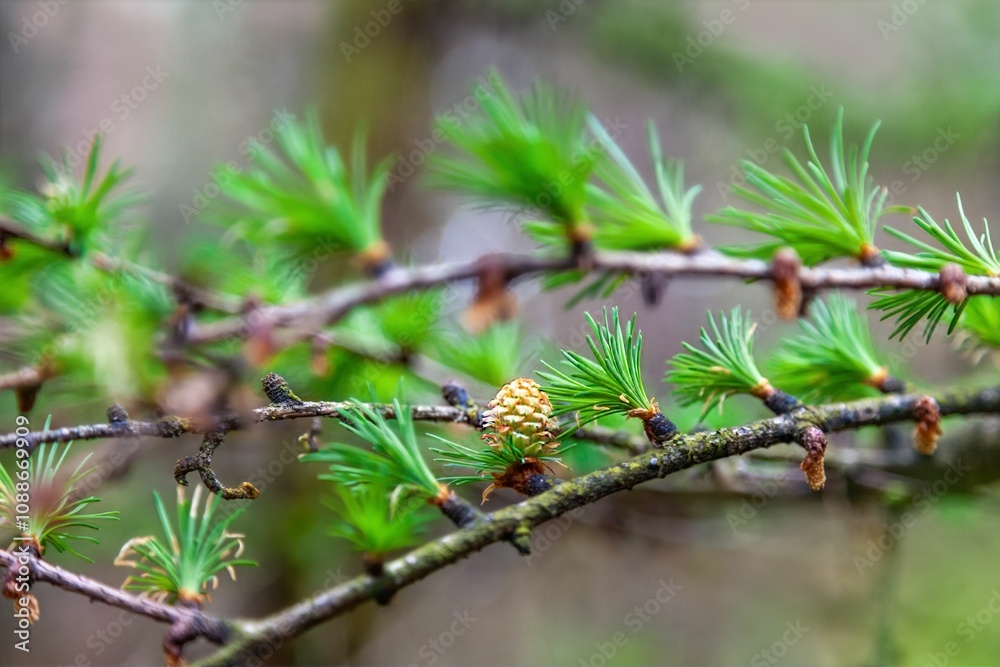 Fresh green pine needles and young pine cone. Fresh green pine needles and young pine cone.