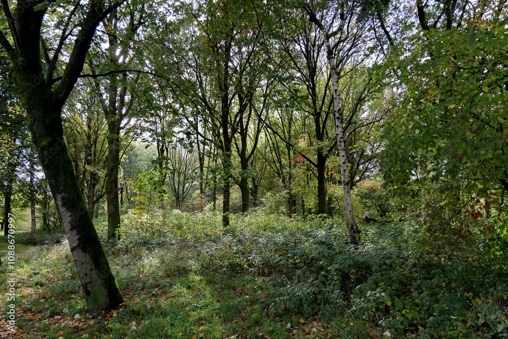 Fototapeta premium Sunlit Forest Serenity