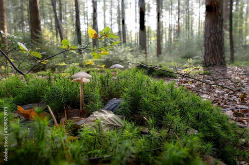 Fototapeta Naklejka Na Ścianę i Meble -  Mushrooms in a tranquil forest scene.