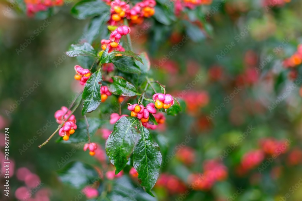 Vibrant berries and glossy leaves close-up Vibrant berries and glossy leaves close-up
