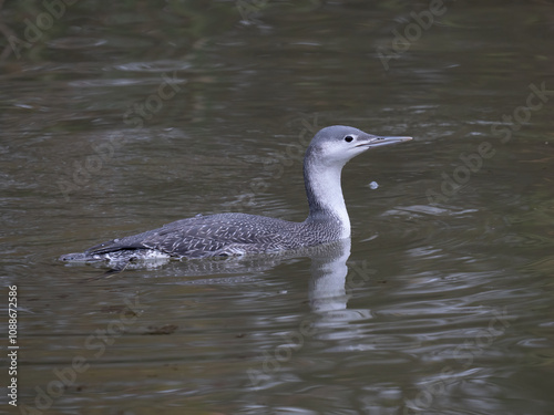 Sterntaucher (Gavia stellata)