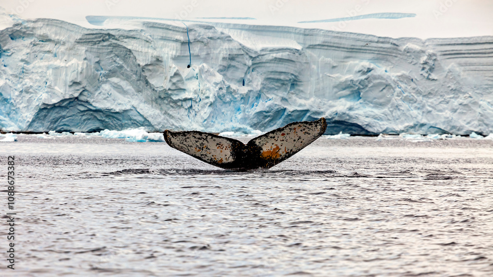 Fototapeta premium Whale Watching of Humpback whales in the Antarctic area 