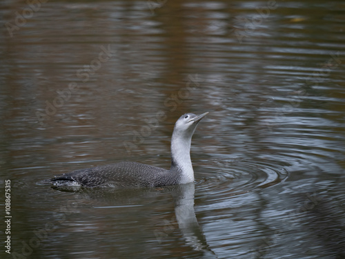 Sterntaucher (Gavia stellata) photo