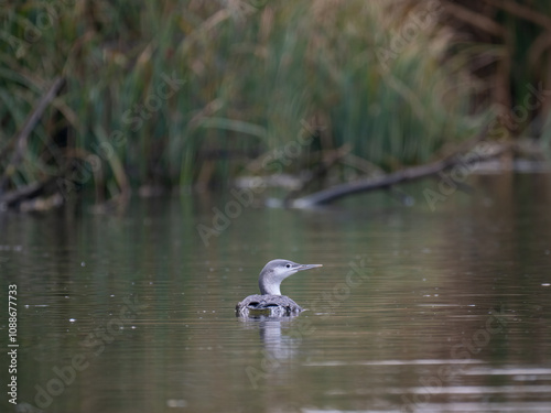 Sterntaucher (Gavia stellata)