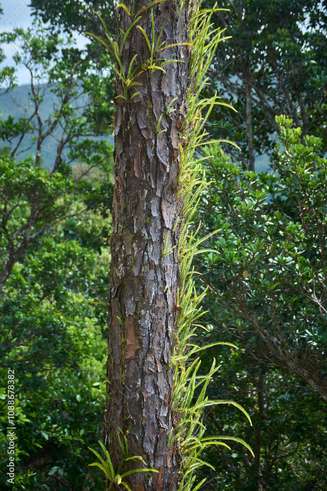 Fototapeta premium A graceful fern growing on trees in the forests of Mauritius.