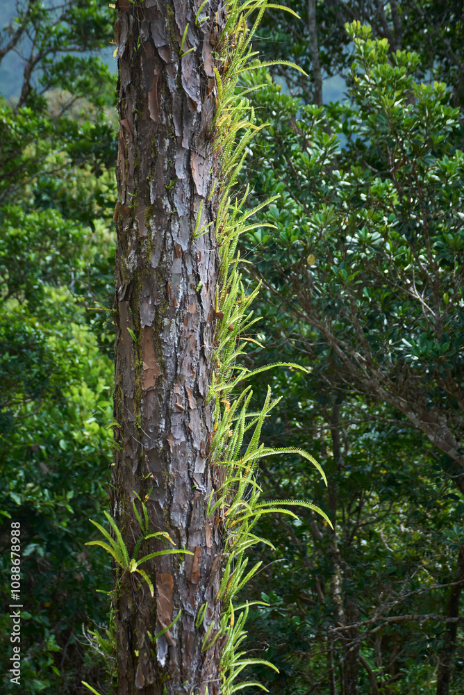 A graceful fern growing on trees in the forests of Mauritius. A graceful fern growing on trees in the forests of Mauritius.