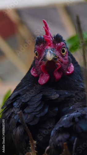 Mother Hen Nestled on The Platycerium bifurcatum plant, known as Deer Horn Fern photo close up  photo