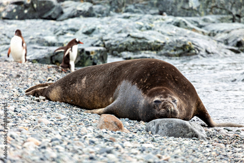 Obraz premium The wild Seals of Antarctica