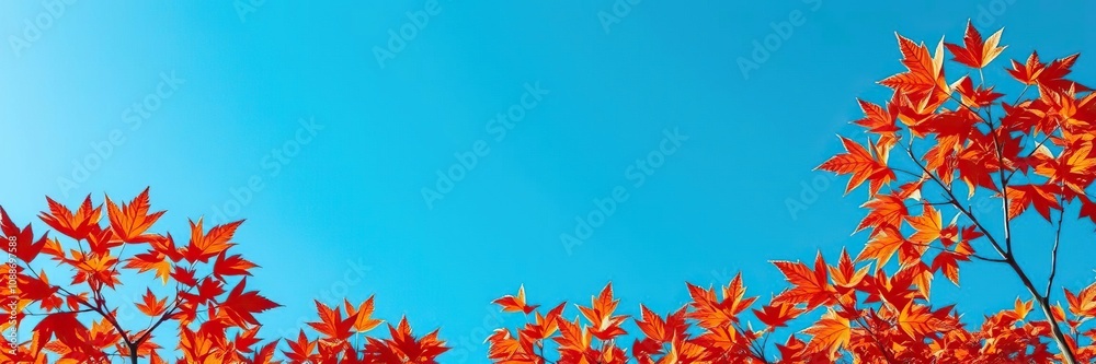 vibrant orange and red autumn leaves against a bright blue sky, fall colors, scenery vibrant orange and red autumn leaves against a bright blue sky, fall colors, scenery