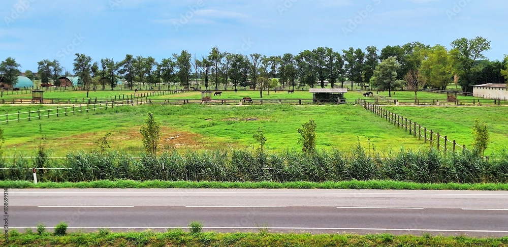 Fototapeta premium Horses graze in a farm pasture along the road, Bibione.