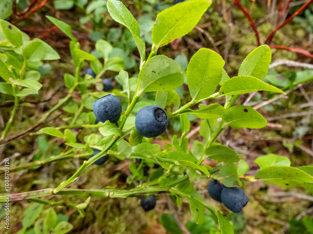 Ripe European blueberries or bilberries (Vaccinium myrtillus) fruits on green plants in the forest Ripe European blueberries or bilberries (Vaccinium myrtillus) fruits on green plants in the forest