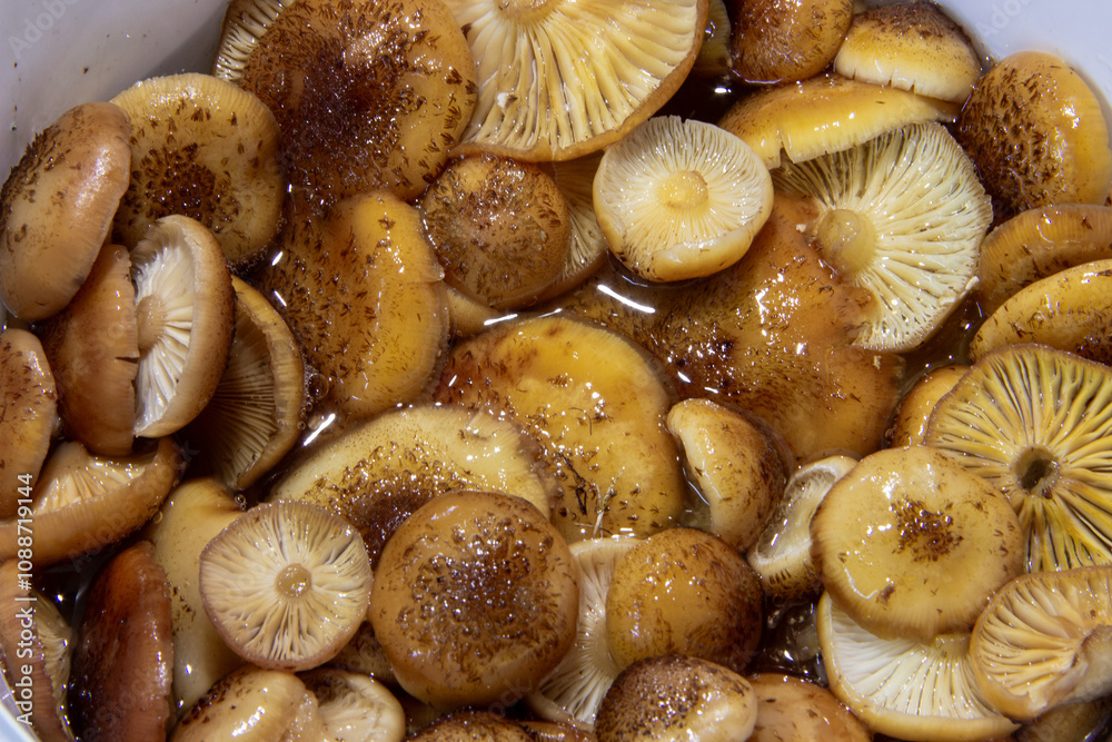 Orange autumn mushrooms honey fungus, clean in a bowl, food Orange autumn mushrooms honey fungus, clean in a bowl, food