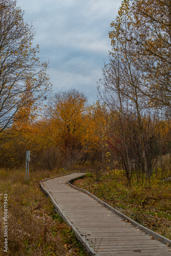 Scenic section of the Paljassaare peninsula path in Estonia, showing a narrow wooden boardwalk that winds through a dense autumn forest. Hiking or walking through nature concept.