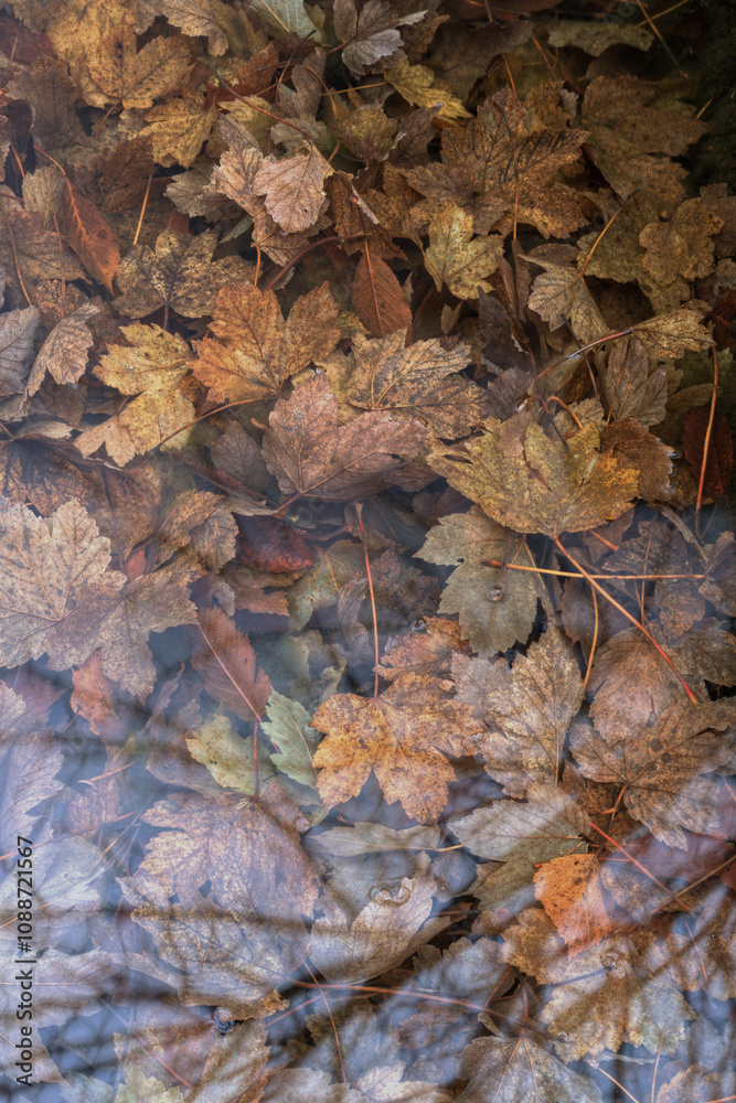 Autumnal bucolic background of maple leaves submerged in a pond Autumnal bucolic background of maple leaves submerged in a pond