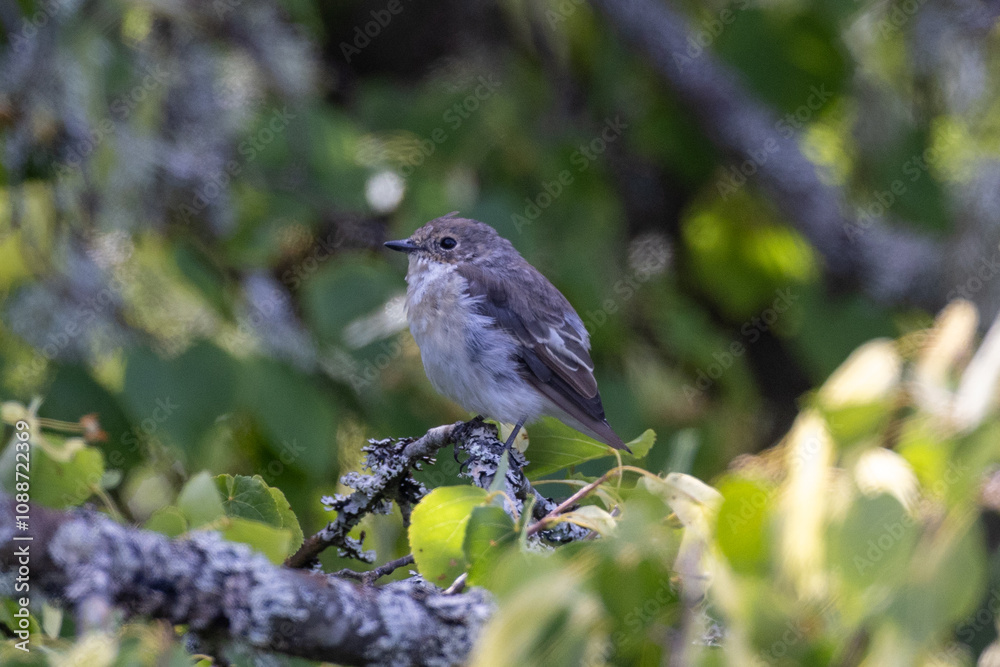 Fototapeta premium pied flycatcher on a branch